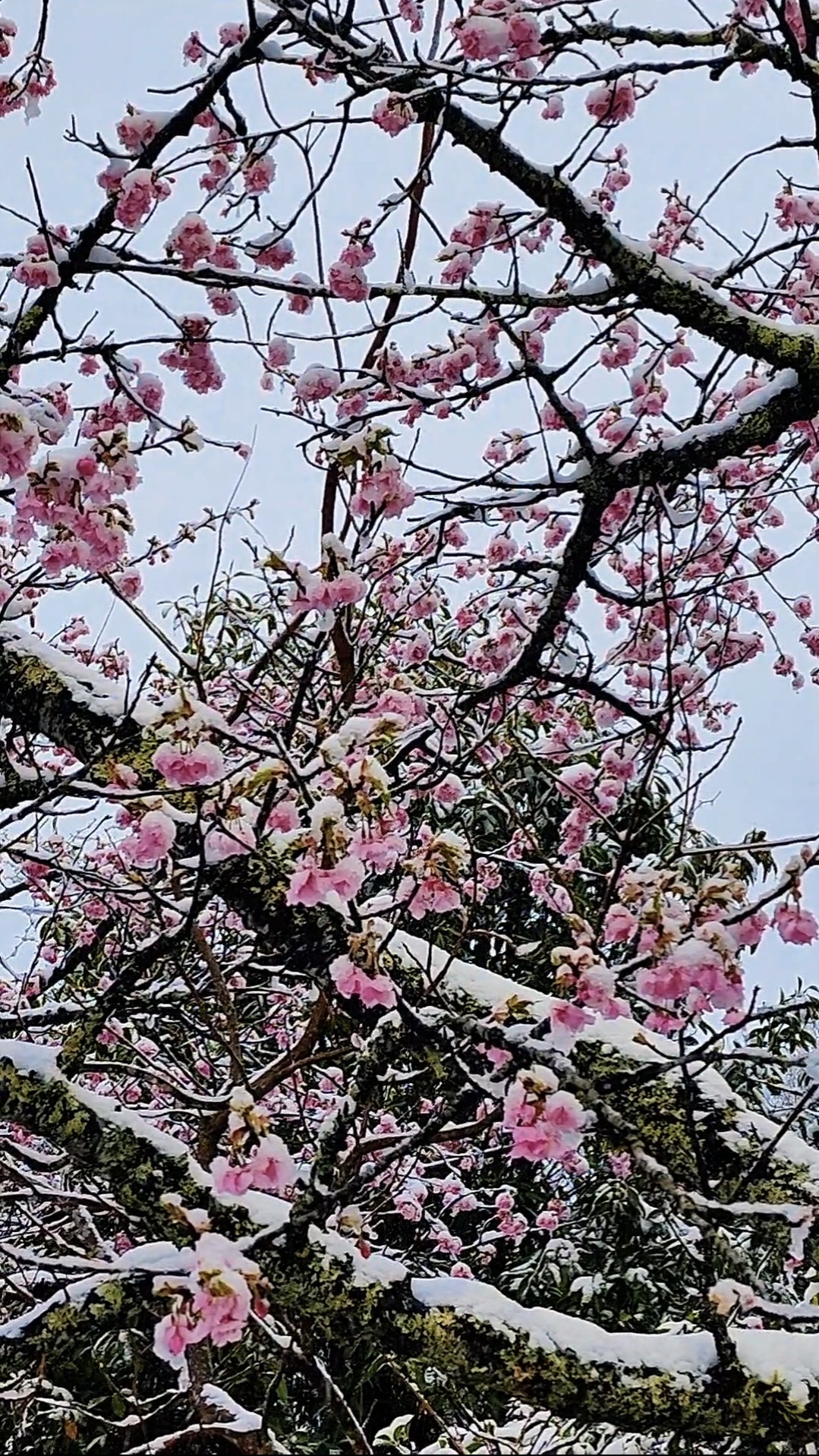 Cherry blossoms with snow in Japan
