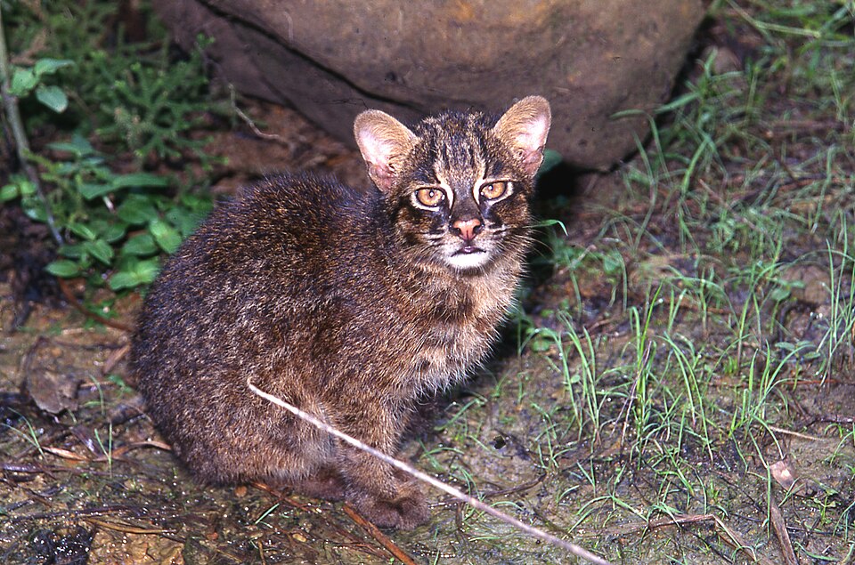 Iriomote cat