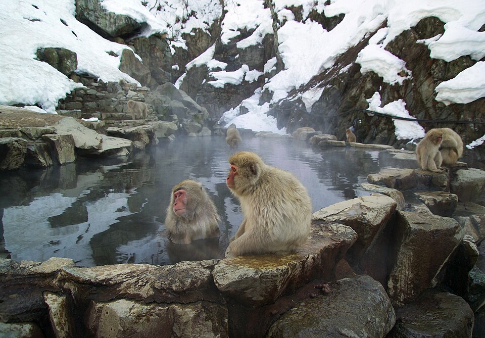 Snow monkeys in hot spring