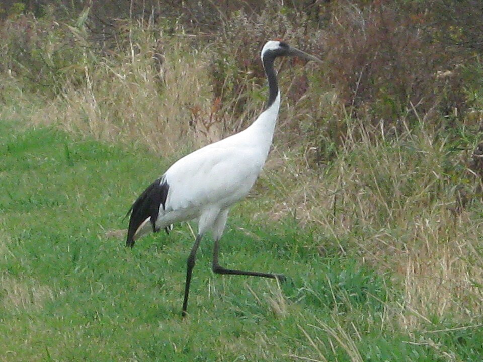 Red-crowned crane