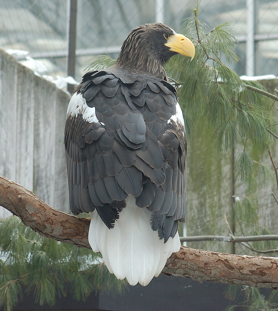 Steller's sea eagle