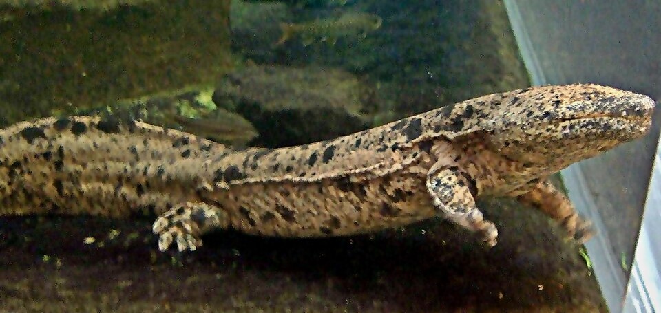 Japanese giant salamander