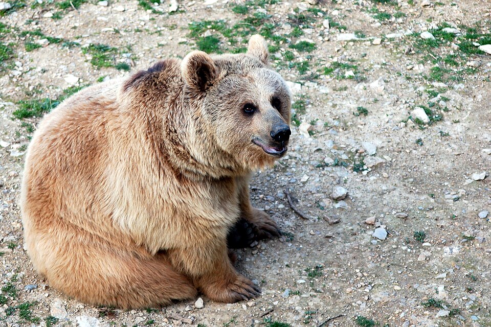 Hokkaido brown bear