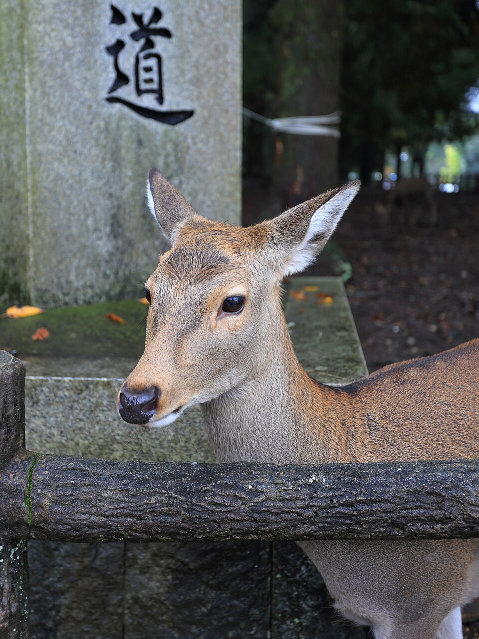 Nara deer