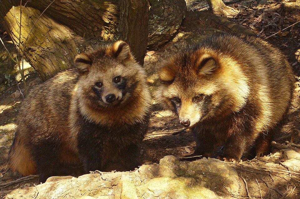 Tanuki